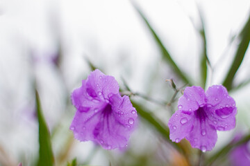 purple flowers with water after the rains
