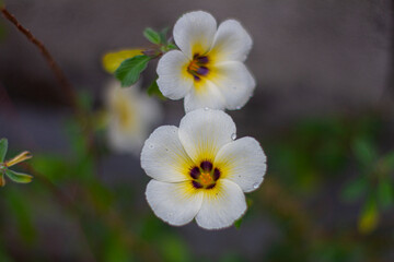 Naklejka na ściany i meble White flower in garden.