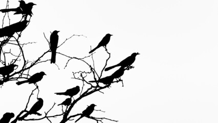 silhouettes of birds