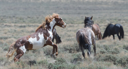Wild Mustang Horses in Colorado's Sandwash Basin
