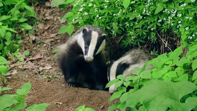European badger (Meles meles) cleaning at the burrow