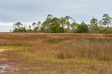 Scenic view of pines and marsh grass along the Dennis Creek hiking trail near Cedar Key in Levy county, Florida
