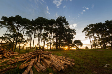 Beautiful Sunrise over Wooden logs near Thadlaskein Town in Meghalaya, India