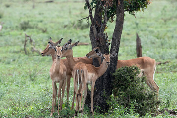 Impala in Kruger