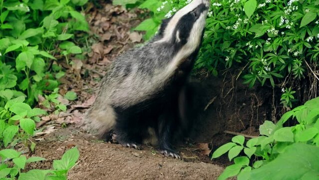 European badger (Meles meles) cleaning at the burrow