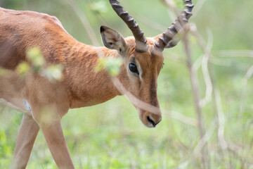 Fototapeta premium Impala in Kruger