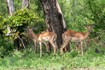 Impala in Kruger