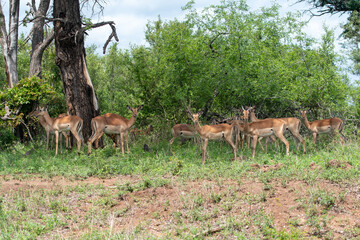 Impala in Kruger