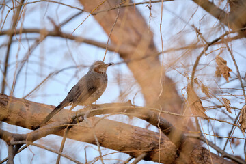 Close view of a brown-eared bulbul standing on a branch. The bird is behind several branches on bokeh.
