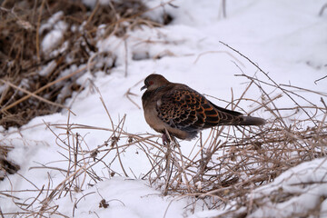 Rufous turtle dove siting on a little branch in the snow