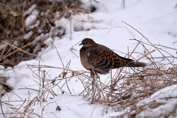 Rufous turtle dove siting on a little branch in the snow