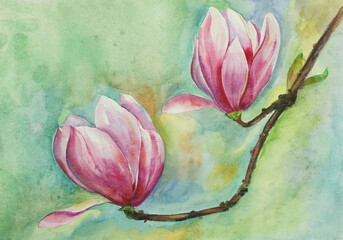 blossoming magnolia branch - 488206949