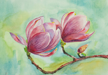 blossoming magnolia branch - 488207127