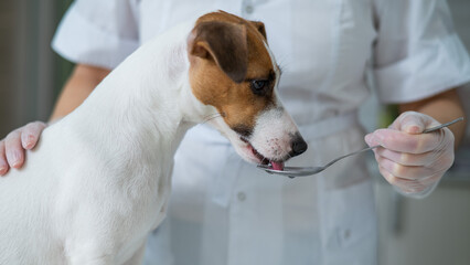 The veterinarian gives liquid medicine to the dog from a spoon.