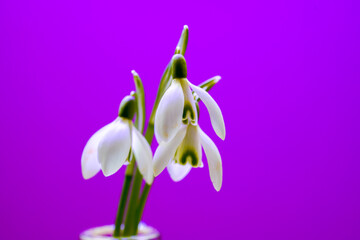 Snowdrops, Galanthus picked in spring and photographed in the studio