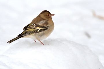Ein weibliche Buchfink (Fringilla coelebs) 
 im Schnee.