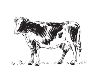 cow is standing sketch engraving illustration style