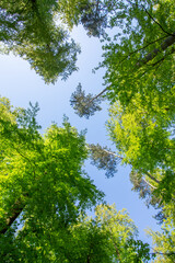 Lichtung
