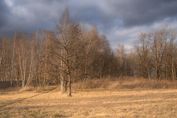 Fototapeta premium february landscapes without snow with windy weather and trees without leaves