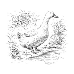 duck hand drawing sketch engraving illustration style