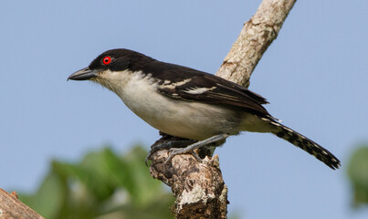 Great Antshrike male