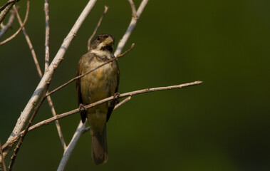 Double-collared Seedeater male on branch