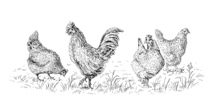 Scratch and Peck: HOW TO DRAW A CHICKEN