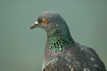 Freedom pigeon is very beautiful color decorate in nature.