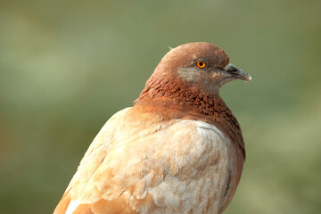Freedom pigeon is very beautiful color decorate in nature.