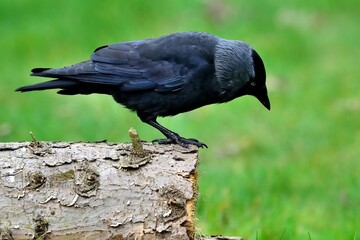 Eine Dohle (Corvus monedula) auf einem Stamm.