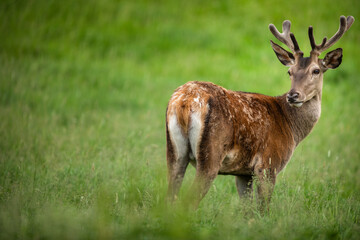 Fallow deer wild ruminant mammal on pasture in summer