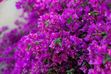 The purple beautiful flower of the bougainvillea tree is depicted in close-up against a blurred background. Background of natural flowers of bougainvillea.