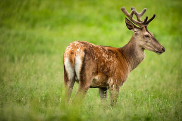 Fallow deer wild ruminant mammal on pasture in summer