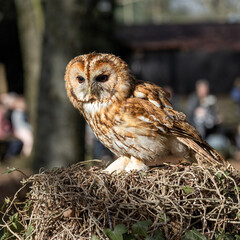 Tawny owl sitting on a branch