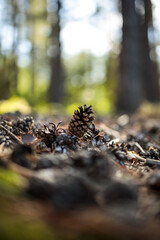 Forest ground covered with cones -  Bunch of pine cones on the ground