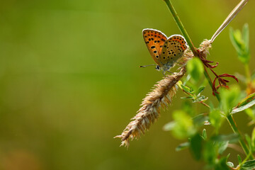 Brauner Feuerfalter (Lycaena tityrus) Weibchen	