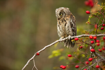 Eurasian scops owl (Otus scops) - Small scops owl on a branch in autumnal forest