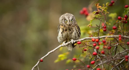 Schilderijen op glas Eurasian scops owl (Otus scops) - Small scops owl on a branch in autumnal forest © lightpoet