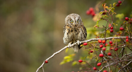 Eurasian scops owl (Otus scops) - Small scops owl on a branch in autumnal forest