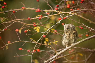 Eurasian scops owl (Otus scops) - Small scops owl on a branch in autumnal forest