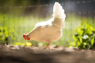 Rooster in the chicken coop. Domestic bird. Beautiful rooster. Agriculture. Chickens and roosters. Farm animals