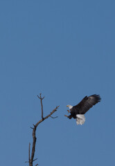 eagle