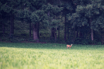 Obraz na płótnie Canvas roe deer by the forest