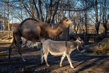 A camel and a donkey walking together in Wroclaw zoological garden, Poland. 