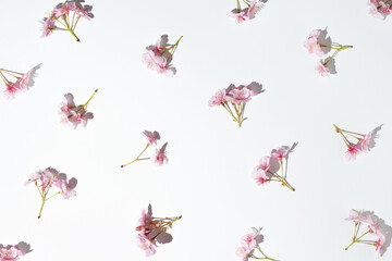 Fresh pink Japanese cherry blossoms on a white background. Minimal concept.