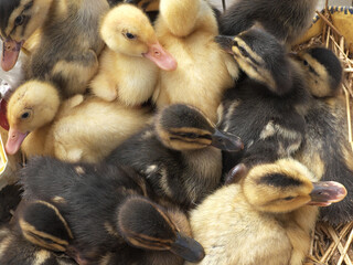 Yellow and brown birds, young ducks .. 