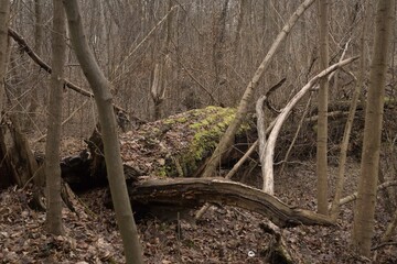 broken damaged devastated  trees ofter heavy storms in the woodland Bory Dolnosląskie in Poland