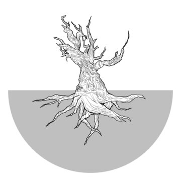 Pinus longaeva (bristlecone pine) -  Methuselah