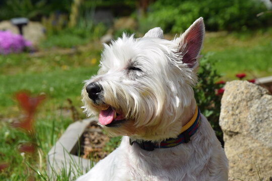 West highland white terrier rests in a spring garden