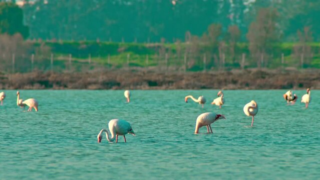 flamingo lake nature wildlife water wild pink bird animal